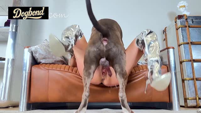Filmes para Download xoxota fodas com animais Mulheres brasileiras trepam com garanhão Assista pornografia de bestialidade gratuita Mulher Transando Com Cachorro Zoofilia com uma loira gostosa