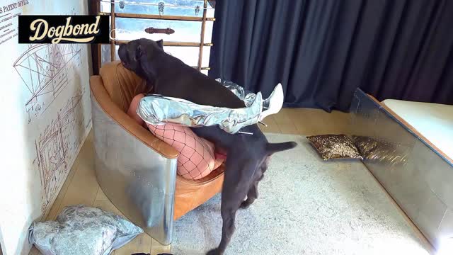 Filmes para Download xoxota fodas com animais Mulher trepando com cavalão enquanto marido cornao assiste animal sexo tubo Filmes Pornô Com Cachorros - Zoofilia Amadora cavalo gozando na buceta