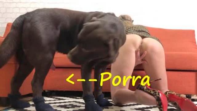 cabeluda DVDs peluda  sexo com animais Mulher batendo punheta pro cachorro filmes anal sexual amor zoofílico orgia no zoológico Penetração Sexo com cachorro Pornografia de zoológico grátis Mulher Negra chupando pica de cavalo