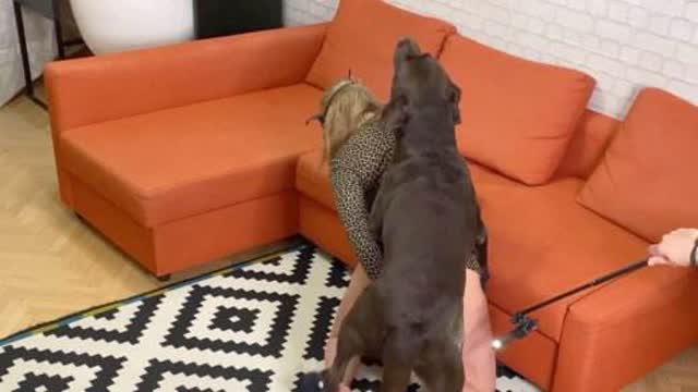 cabeluda DVDs peluda  sexo com animais Cachorro dá um nó na buceta da e engata o pinto até gozar animal sexo tubo Porco Comendo Cuzinho De Mulher Quarentona Nova tomando uma rolada de porco na vagina