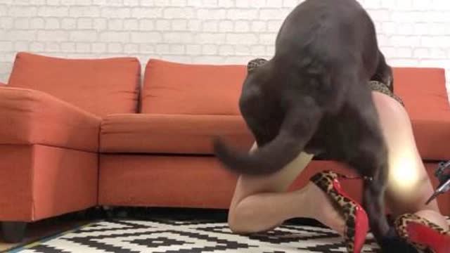 cabeluda DVDs peluda  sexo com animais novinha gostosa brasileira dando a sua buceta para o cavalo Puta transando com um cavalo em pé Cachorro comendo e gozando no cu da casada bunduda cachorro ejaculando