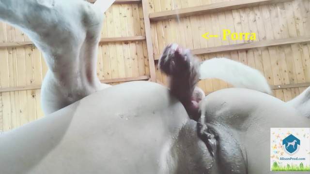 peluda  sexo com animais sexo bizarro DVDs Mulher Transando Com Cachorro animal sexo tubo Cachorro comendo e gozando no cu da casada bunduda Vídeo de sexo bestial grátis