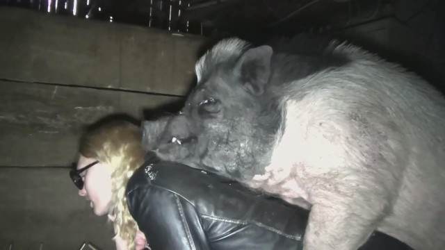 dogbond DVDs cachorro gozando animal sexo tubo Pornô de cavalo gozando dentro de mulher Cachorro comendo e gozando no cu da casada bunduda porco comendo buceta
