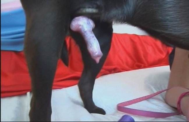 sexo bizarro Filmes para Download dogbond art of zoo cachorro caralhudo comendo a buceta de loira Mia, Triana, Zaina, Valeria, Shantal, Lady Zoe, Andy, Xiomara Zoofilia Filmes Pornô Com Cachorros - Zoofilia Amadora