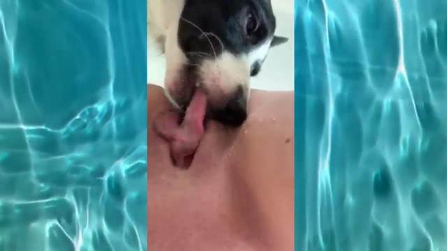 cachorro gozando Filmes para Download fodas com animais Penetração Sexo com cachorro Pornografia de zoológico grátis Bestiality woman having sex with animals animal sexo tubo Mad GloryQuest Japones sexo com cachorro
