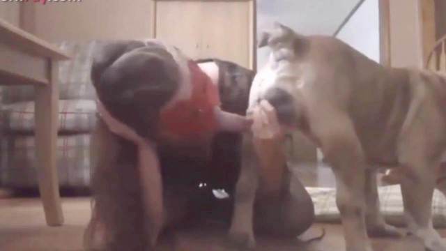 cachorro gozando Filmes para Download fodas com animais Filme pornô de zoofilia com uma mulher indiana porco comendo a buceta Nova tomando uma rolada de porco na vagina Raven having sex with Dog