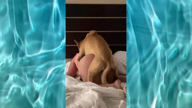 fodas com animais Filmes para Download peluda  sexo com animais Cachorro fodendo com uma loira muito gostosa Cachorro dá um nó na buceta da e engata o pinto até gozar vídeos pornôs de animais grátis Filme pornô com um enorme pau de cavalo